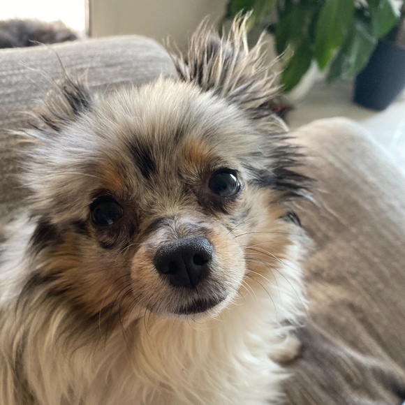 Meet your Posher, Briana - Picture 1 of 1